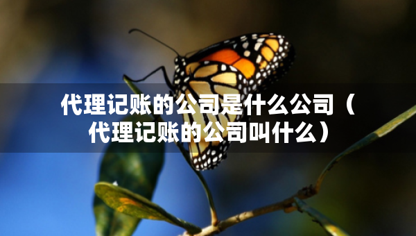 代理記賬的公司是什么公司（代理記賬的公司叫什么）