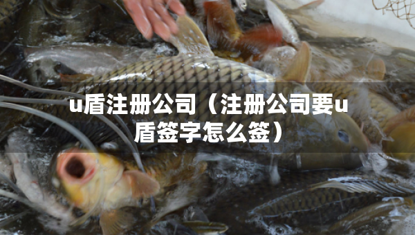 u盾注冊(cè)公司（注冊(cè)公司要u盾簽字怎么簽）
