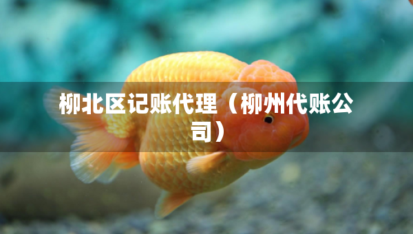 柳北區(qū)記賬代理（柳州代賬公司）