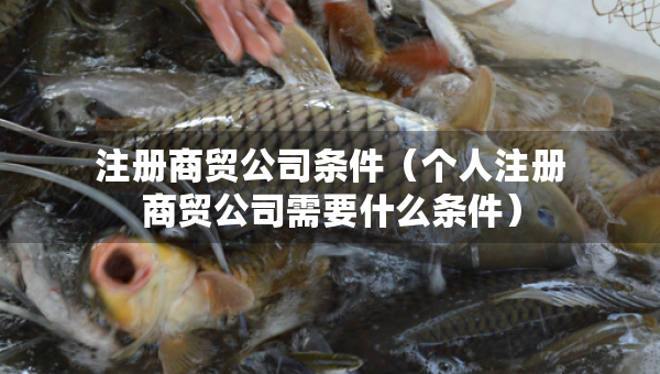 注冊商貿公司條件（個人注冊商貿公司需要什么條件）