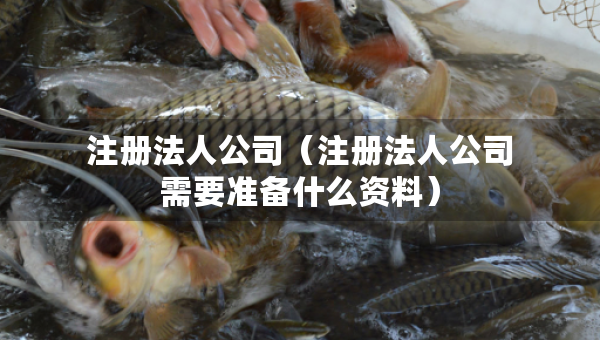 注冊法人公司（注冊法人公司需要準(zhǔn)備什么資料）