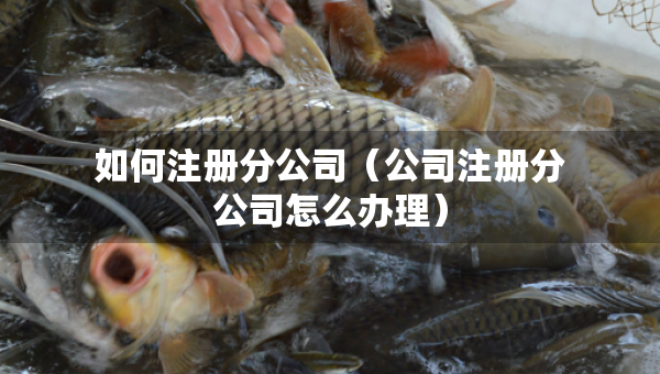 如何注冊(cè)分公司（公司注冊(cè)分公司怎么辦理）