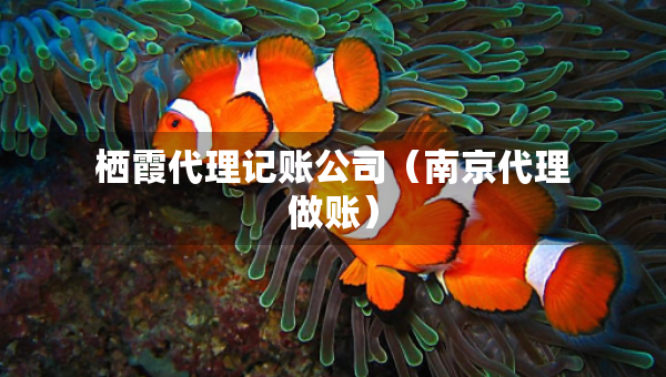 棲霞代理記賬公司（南京代理做賬）