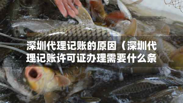 深圳代理記賬的原因（深圳代理記賬許可證辦理需要什么條件）