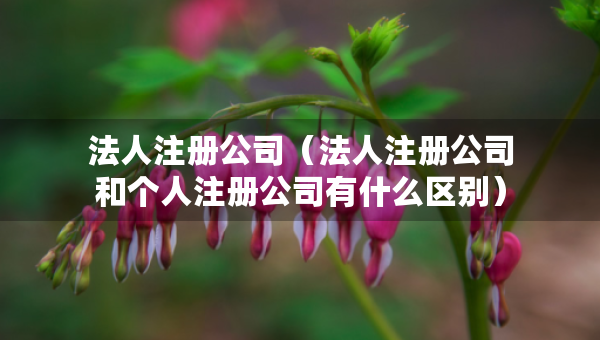 法人注冊公司（法人注冊公司和個人注冊公司有什么區(qū)別）